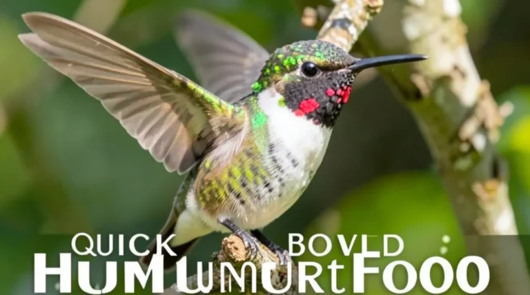 Quick Boiled Hummingbird Food Recipe